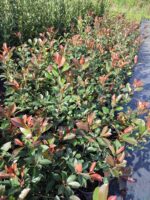 Boylu Alev 60-80 cm, Boylu çit bitkisi - Görsel 8