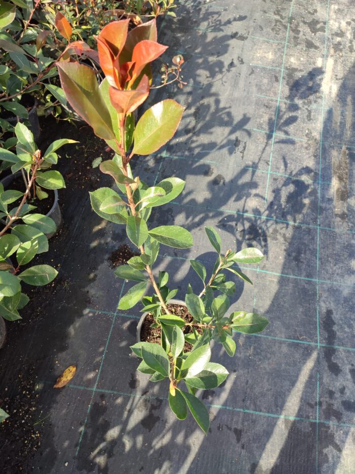 Boylu Alev 60-80 cm, Boylu çit bitkisi - Görsel 3