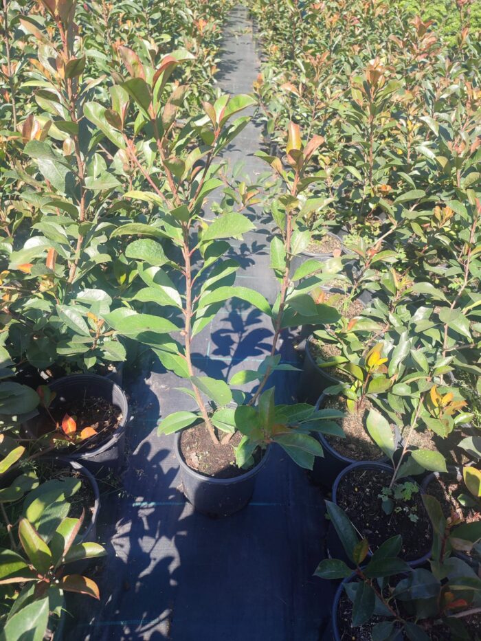 Boylu Alev Çit bitkisi 40-60cm boy - Görsel 7