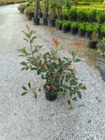 Photinia × fraseri 'Red Robin', Boylu Alev 80-100cm - Görsel 4