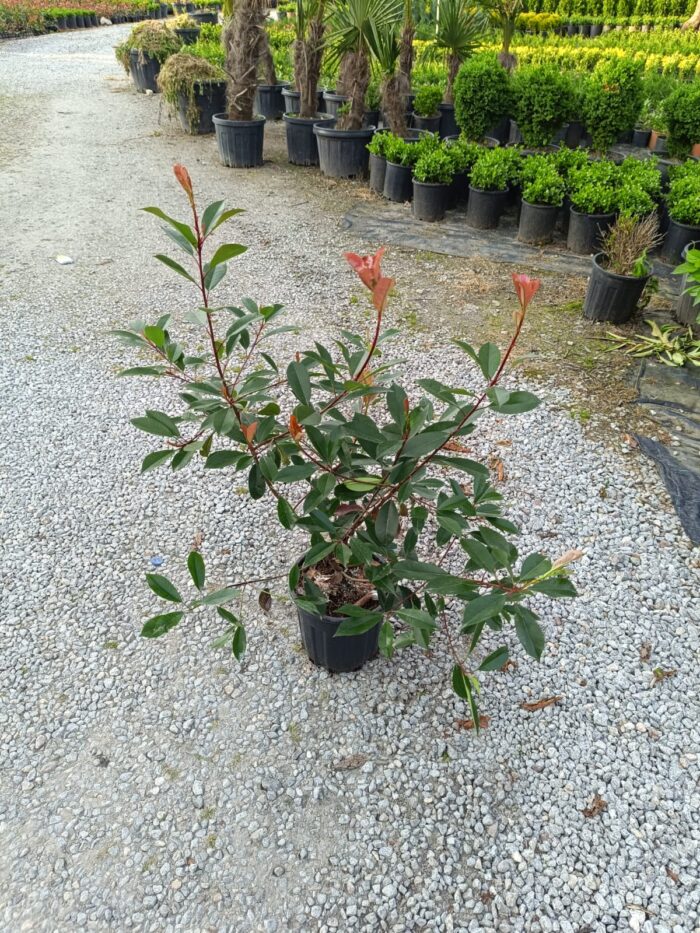 Photinia × fraseri 'Red Robin', Boylu Alev 80-100cm - Görsel 4