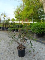 Photinia × fraseri 'Red Robin', Boylu Alev 80-100cm - Görsel 3