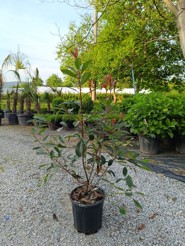 Photinia × fraseri 'Red Robin', Boylu Alev 80-100cm - Görsel 3