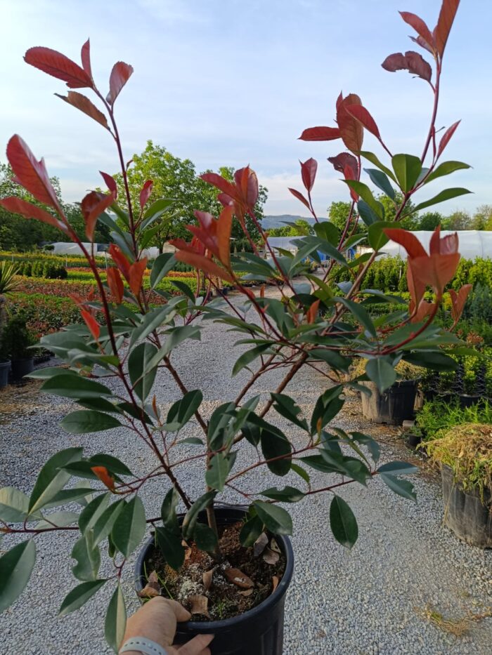 Photinia × fraseri 'Red Robin', Boylu Alev 80-100cm - Görsel 2