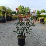 Photinia × fraseri 'Red Robin', Boylu Alev 80-100cm