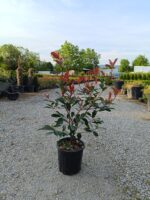 Photinia × fraseri 'Red Robin', Boylu Alev 80-100cm