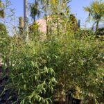 Boylu Bambu 125-150cm 35 litre