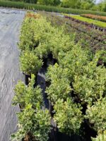 Euonymus japonicus bravo Taflan 40-50cm 10 litre - Görsel 3