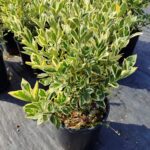 Euonymus japonicus bravo Taflan 40-50cm 10 litre