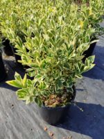 Euonymus japonicus bravo Taflan 40-50cm 10 litre