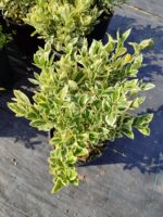 Euonymus japonicus bravo Taflan 40-50cm 10 litre - Görsel 2