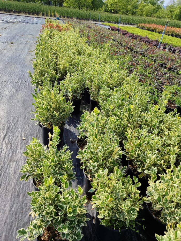 Euonymus japonicus bravo Taflan 40-50cm 10 litre - Görsel 3