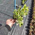 Altuni Taflan 15-20 cm boy