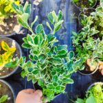 Bravo Taflan 20-30cm 1,5 Litre