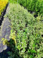 Bravo Taflan 20-30cm 1,5 Litre - Görsel 2