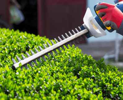 Çit bitkilerini nasıl koruyabilirsiniz?