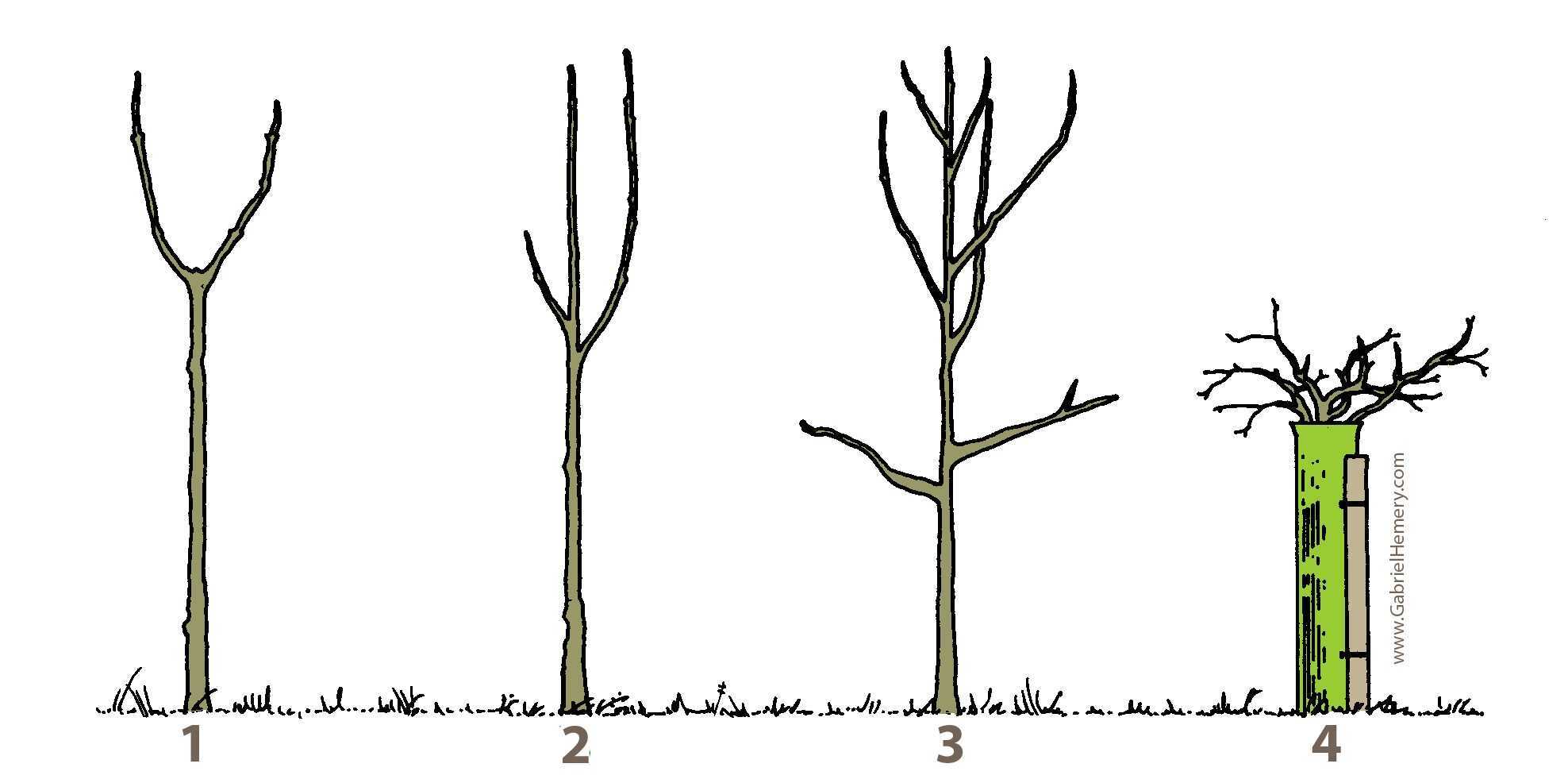 Fidanları Kış Soğundan Koruma Yolları
