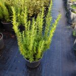 Biberiye Büyük Boy 40-60cm