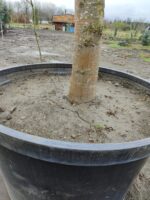 Büyük Devasa Ihlamur 5 Metre 80-100cm Gödce Kalınlığı - Görsel 4