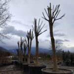 Büyük Devasa Ihlamur 5 Metre 80-100cm Gödce Kalınlığı