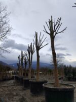 Büyük Devasa Ihlamur 5 Metre 80-100cm Gödce Kalınlığı