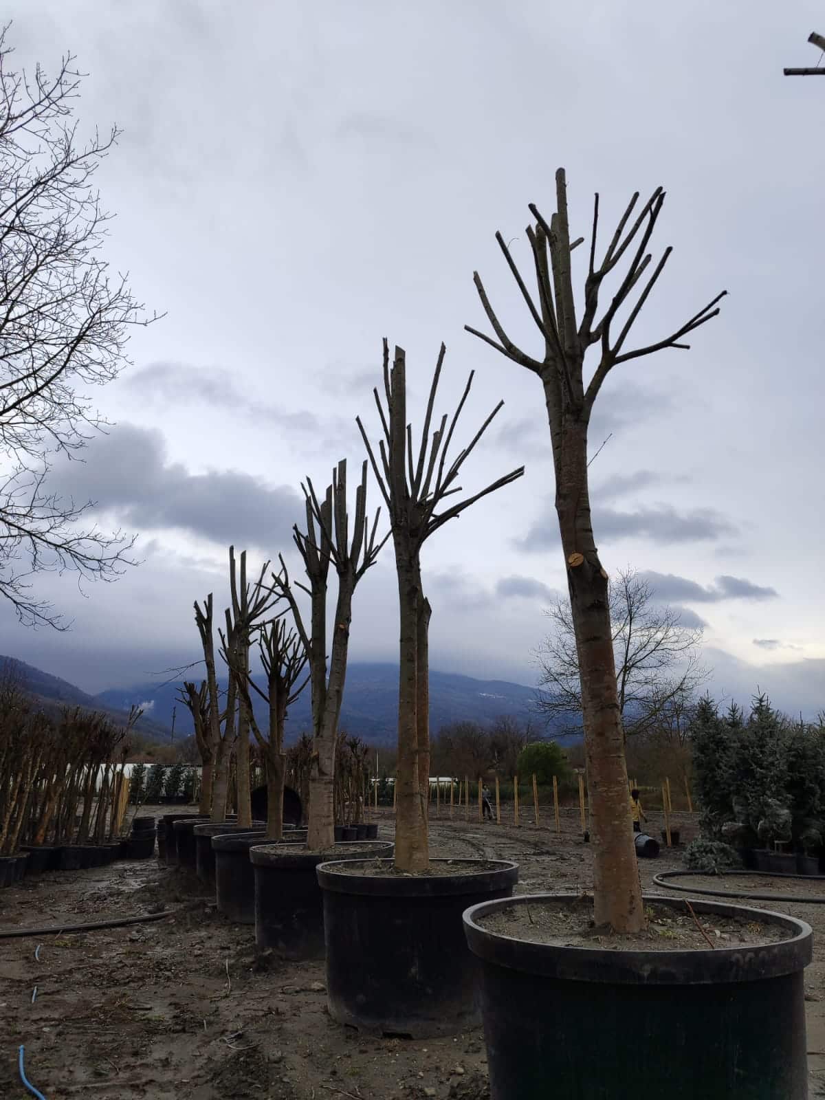 buyuk-ihlamur-2 Büyük Devasa Ihlamur 5 Metre 80-100cm Gödce Kalınlığı - Görsel 1