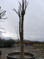 Büyük Devasa Ihlamur 5 Metre 80-100cm Gödce Kalınlığı - Görsel 3