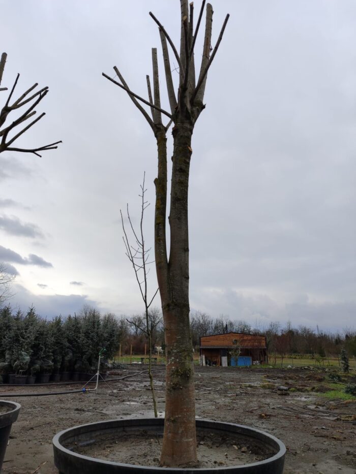 Büyük Devasa Ihlamur 5 Metre 80-100cm Gödce Kalınlığı - Görsel 3