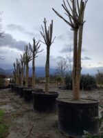 Büyük Devasa Ihlamur 5 Metre 80-100cm Gödce Kalınlığı - Görsel 2