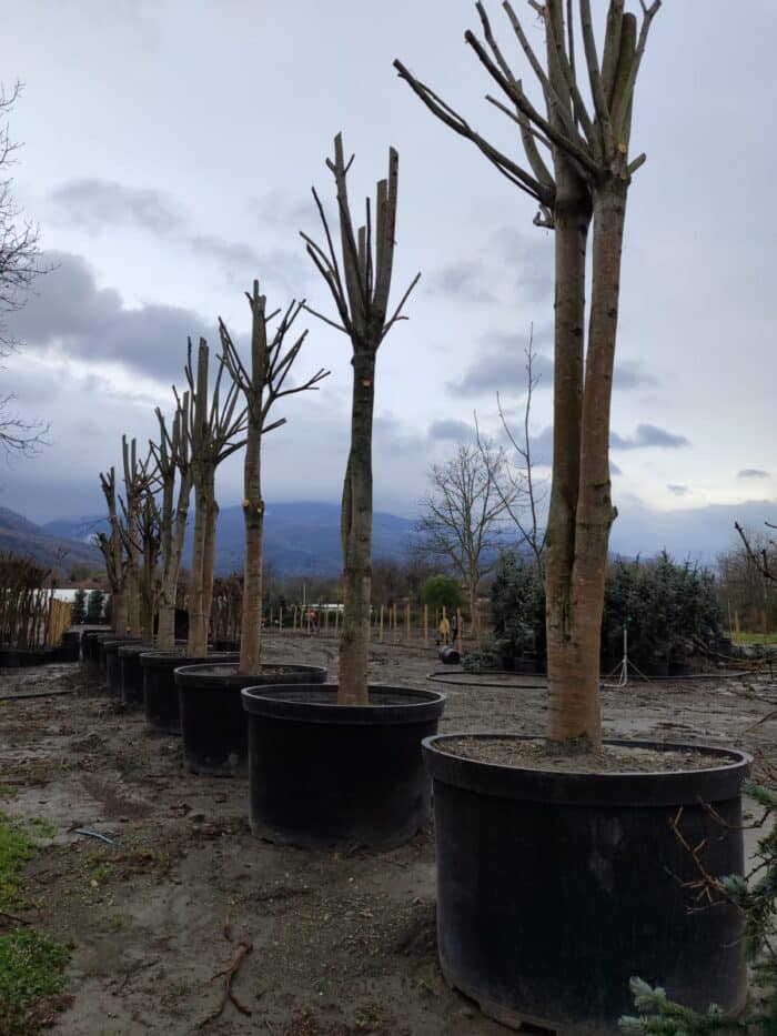 Büyük Devasa Ihlamur 5 Metre 80-100cm Gödce Kalınlığı - Görsel 2