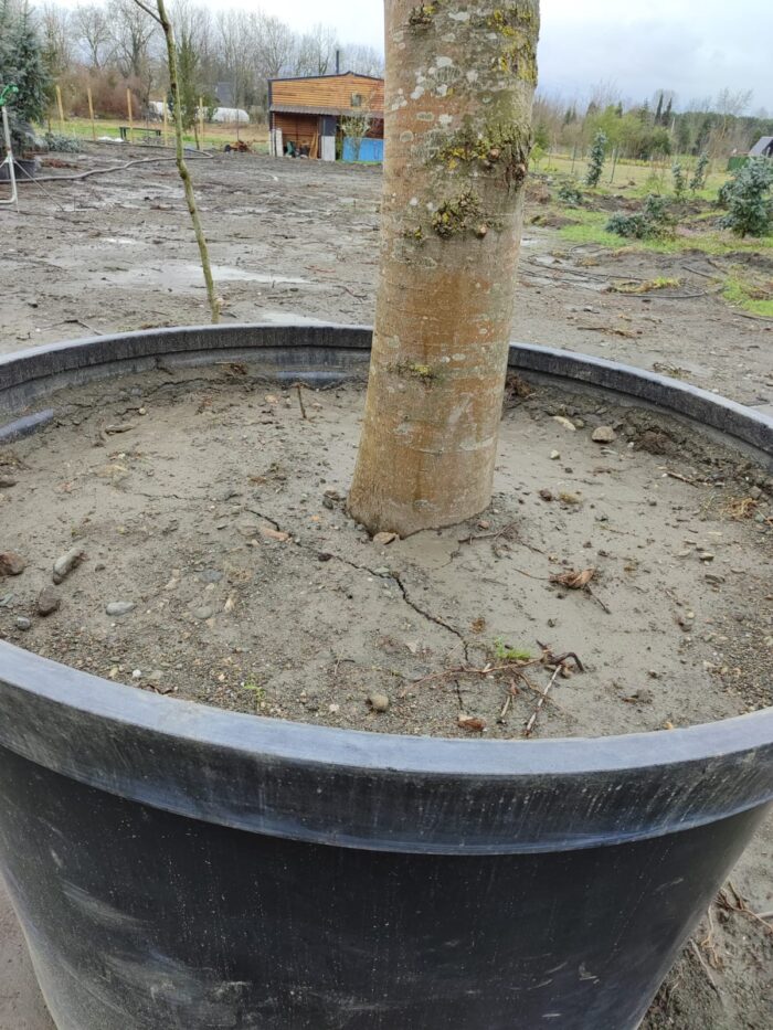 Büyük Devasa Ihlamur 5 Metre 80-100cm Gödce Kalınlığı - Görsel 4