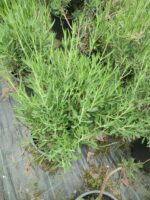 Lavanta 40-60cm - Görsel 7