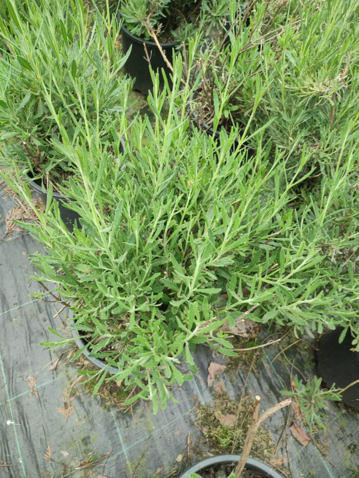 Lavanta 40-60cm - Görsel 7