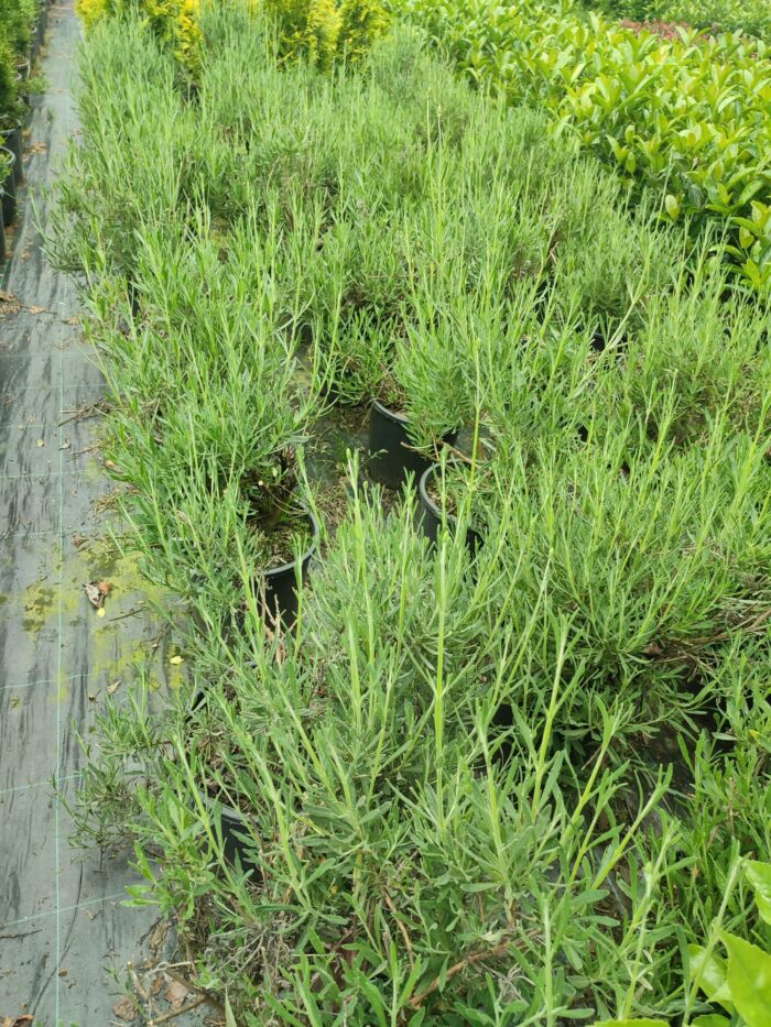 Lavanta 40-60cm - Görsel 6