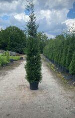 Leylandi 3 metre üzeri 45 litre Saksı - Görsel 8