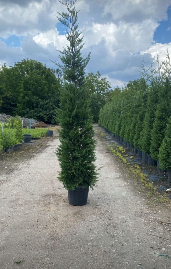Leylandi 3 metre üzeri 45 litre Saksı - Görsel 8