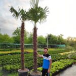 Tüylü Palmiye Gövde Boyu 250-275cm