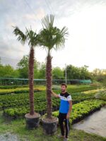 Tüylü Palmiye Gövde Boyu 250-275cm