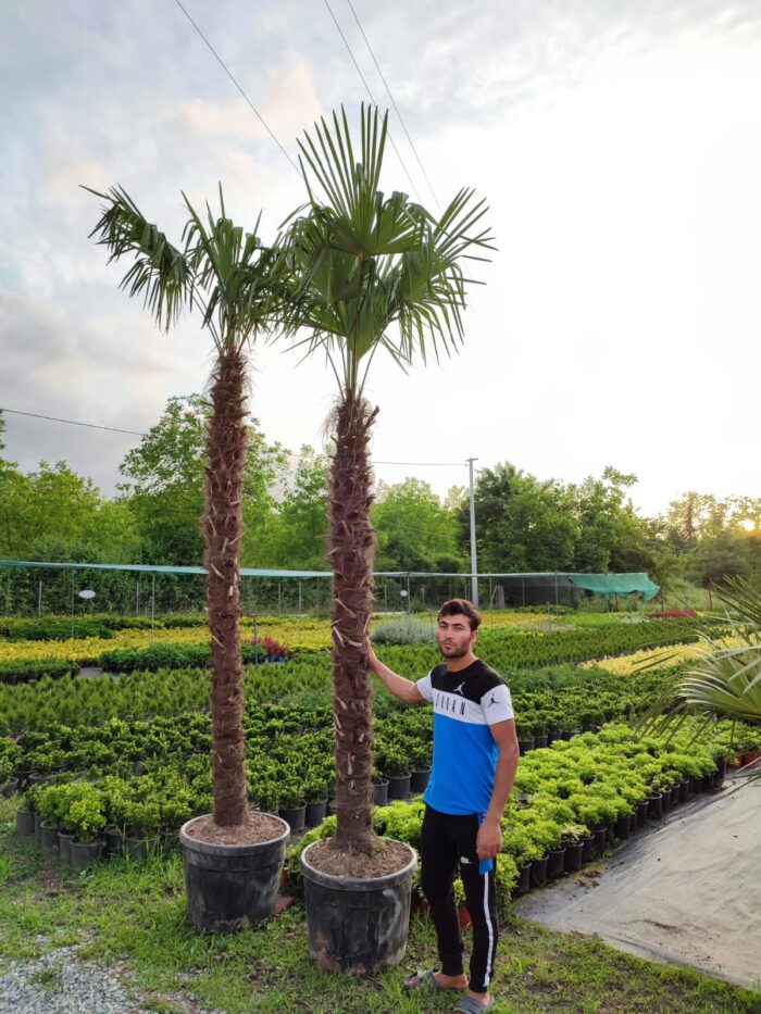 Tüylü Palmiye, Gövde Boyu 200-225cm - Görsel 5