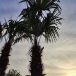 Tüylü Palmiye Gövde Boyu 275-300cm