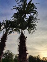 Tüylü Palmiye Gövde Boyu 250-275cm - Görsel 5