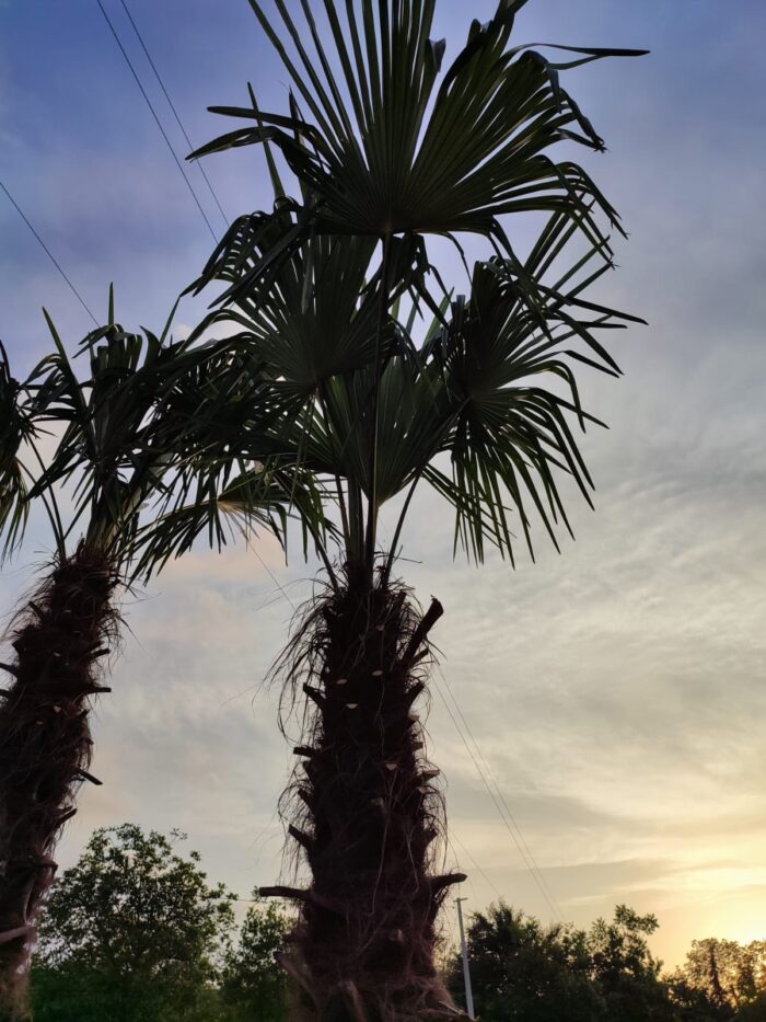 Tüylü Palmiye Gövde Boyu 250-275cm - Görsel 5