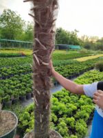 Tüylü Palmiye Gövde Boyu 250-275cm - Görsel 4