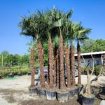 Tüylü Palmiye Gövde Boyu 225-250cm