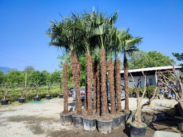 Tüylü Palmiye Gövde Boyu 250-275cm - Görsel 3