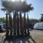 Tüylü Palmiye, Gövde Boyu 200-225cm