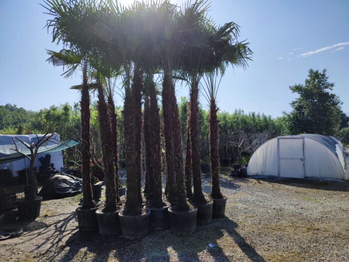 Tüylü Palmiye Gövde Boyu 250-275cm - Görsel 2