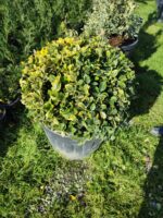 Top Taflan 80-100cm Çap - Görsel 7