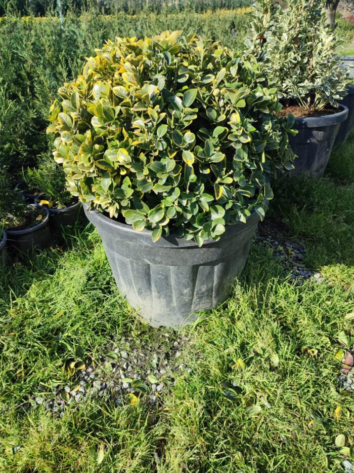 Top Taflan 80-100cm Çap - Görsel 6