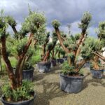 Büyük Bonsai Zeytin 50-60 Yıllık